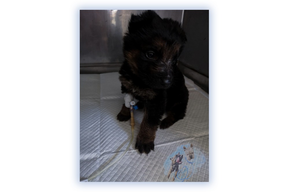 Franco Vet Perfuzie Catel