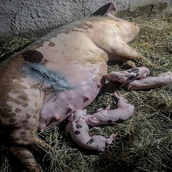 Franco Vet Animale Domestice